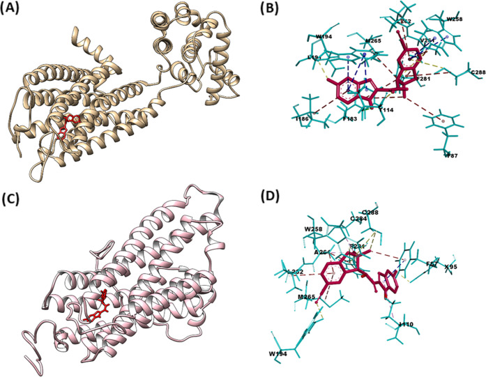In silico investigation of the binding modes of compound (−)-6 based on docking with hCB2R and rCB2R. The highest ranked docked position of the compound (−)-6 is colored red in the ligand-binding domains (LBDs) of hCB2R (A) and rCB2R (C). The noncovalent interactions with W194, L191, I186, F183, F114, F87, F281, C288, V261, W258, L262, and M265 in hCB2R (B) and with F87, W258, L262, M265, C288, and A261 in rCB2R (D) of the different type are shown as blue (pi–pi–T interactions), magenta (pi–alkyl type), and yellow (other type) dashed lines. The PDB ID 5ZTY provides access to the crystal structure of the human CB2R used for docking.
