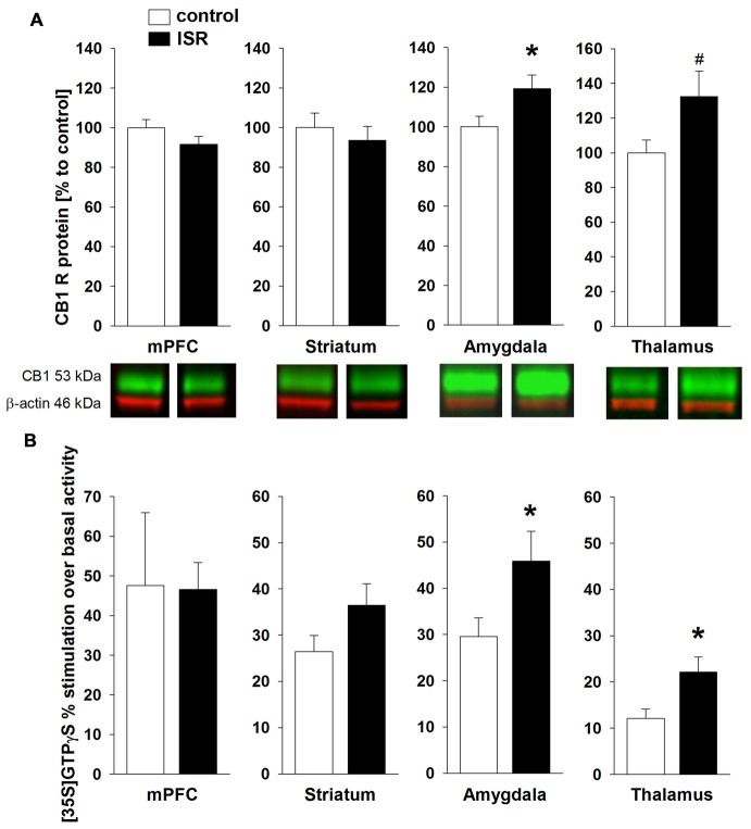CB1 receptor (CB1R) protein levels in adult rats from the adequate (control) and the ISR condition. CB1R protein levels (A) were increased in the amygdala of ISR rats. A trend (p = 0.06) for increased CB1R levels was detected in the thalamus of ISR rats, with no further changes in the medial prefrontal cortex (mPFC) and striatum. CP 55, 940 stimulated (% over basal) [35S]GTPγS binding (B) was significantly in the amygdala and thalamus (control n = 10; ISR n = 9) of the ISR females, while remaining unchanged in mPFC (control n = 8; ISR n = 9) and striatum. Data are indicated as means ± SEM (control/ISR: n = 10 each; *P ≤ 0.05; #P ≤ 0.1).