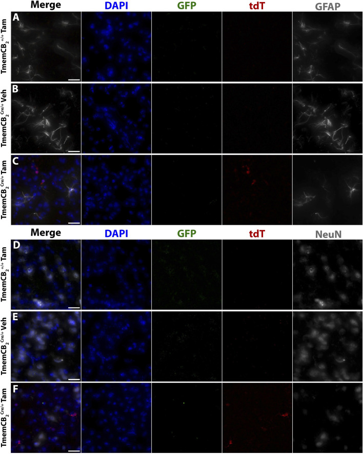 Fluorescence microscopy images showing six panels labeled A to F. Each panel includes merged images and separate channels: DAPI (blue), GFP (green), tdT (red), and either GFAP or NeuN (gray). Panels A-C depict GFAP labeling, and D-F depict NeuN labeling. Panels A, D show TmemCB2+/+ with Tamoxifen; B, E show TmemCB2Cre/+ with Vehicle; C, F show TmemCB2Cre/+ with Tamoxifen. Differences in fluorescence intensity across samples are visible in various channels.