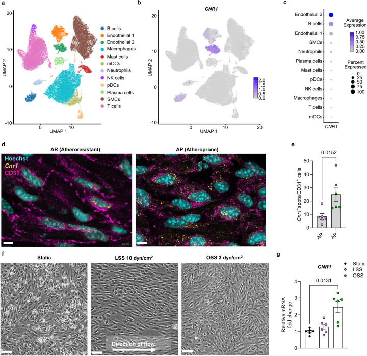 CNR1 expression in human atherosclerotic carotid plaques and impact of shear stress on endothelial CNR1 expression.a–c Single-cell gene expression data were retrieved from a published data set of carotid atherosclerotic plaques from 18 patients who underwent endarterectomy (GSE253904). a Clusters of major immune cell types (including myeloid dendritic cells [mDCs] and plasmacytoid dendritic cells [pDCs]), endothelial cells, and smooth muscle cells (SMCs) visualized using the Uniform Manifold Approximation and Projection (UMAP). b Expression pattern of CNR1 in individual clusters. c Dot plot depicting the relative expression of CNR1 in each cluster. d En face in situ hybridization for Cnr1 within the descending thoracic aorta (atheroresistant, AR) and aortic arch (atheroprone, AP) of the same female Apoe-/- mouse. Scale bar, 5 μm. e Quantification of Cnr1+ spot per CD31+ cell from panel d. 10-15 images per mouse were acquired for quantification (n = 6). f Representative images of HAoECs (n = 6) from female donors after 24 hours exposure to LSS (10 dyn/cm2) or OSS (3 dyn/cm2) compared to the static condition. Scale bar, 50 μm. g CNR1 gene expression levels in HAoECs from female donors after exposure to different shear stresses (n = 6). Data are shown as mean ± s.e.m.; two- tailed Mann-Whitney U (e) or one-way ANOVA with Tukey post hoc tests (g) were applied. Each data point represents one individual mouse or human sample (biological replicate), collected in at least 2 independent experiments.
