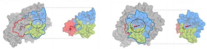 Three‐dimensional structure and main domains of the THCAS enzyme. The enzyme (3vte.1.A) is coloured in grey, with residues from the substrate binding region (SBR) in blue including the ASA‐loop in green, and from the FAD binding site (FBS) in red. The FAD cofactor is dark red. The substrate binding cavity is circled with a black dotted line.