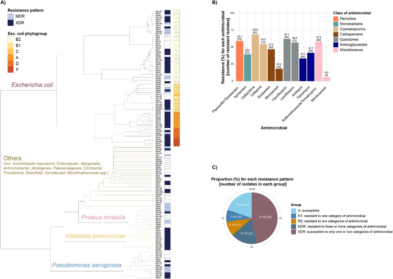 AMR profiles of uropathogens (n = 132 isolates) included in this study.A) Dendrogram generated from comparison of sourmash signatures for uropathogens showing their species affiliations and whether they are MDR or XDR. Phylogroup affiliations are given for Esc. coli isolates. B) Resistance summary for the 132 uropathogens using seven different antimicrobial classes according to EUCAST guidelines. (C) Data presented using the category designations suggested by 54, 55. Penicillins: piperacillin/tazobactam. Monobactams: aztreonam. Cephalosporins: ceftazidime and cefepime. Carbapenems: doripenem and meropenem. Quinolones: ciprofloxacin and levofloxacin. Aminoglycosides: amikacin and tobramycin. Miscellaneous: sulfamethoxazole/trimethoprim and nitrofurantoin.