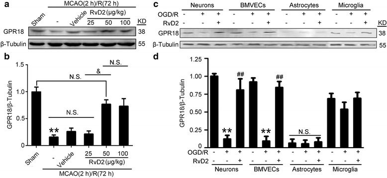 RvD2 reversed the MCAO/R-induced decrease in the protein level of GPR18. a Western blot analysis was used to measure the protein levels of GPR18 after I/R brain injury. b The GPR18 expression levels were quantified. Data are presented as mean ± SEM, n = 6. **P < 0.01 vs. sham group, &P < 0.05. N.S. = no significant differences. c Western blot analysis was used to measure the protein levels of GPR18 in cultured neurons, astrocytes, microglia, and BMVECs under indicated treatments. d The GPR18 expression levels were quantified. The level of GPR18 in the normal neuron group was normalized to 1.0. Data are presented as mean ± SEM, n = 3. **P < 0.01 vs. normal group, ##P < 0.01. N.S. = no significant differences