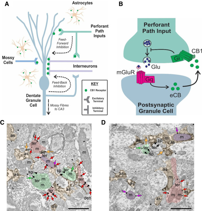 Cannabinoid type 1 (CB1) receptors are located throughout the DG and participate in long-term synaptic depression. (A) Schematic summarizing localization of CB1 receptors in the rodent DG circuitry. CB1 receptors (green dots) have been previously found to exist on presynaptic perforant path axon terminals, which provide glutamatergic input to DG granule cells. Local interneurons that are involved in feedforward inhibition (inputs from perforant path) and feedback inhibition onto DG granule cells also express CB1 receptors. These receptors can also be found on mossy cells terminals, unique glutamatergic neurons of the DG as well as on astrocytes. Endocannabinoids are thus positioned to play roles in various forms of synaptic activities, including synaptic plasticity. (B) Simplified hypothesized mechanism of long-term depression dependent on CB1 receptor function in the DG. Stimulation of perforant path inputs at 6000 × 10 Hz under conditions where GABAA is inhibited, leads to glutamate (Glu) release that binds to group 1 metabotropic glutamate receptors (mGluRs) coupled to Gq-proteins that initiate a second messenger signaling cascade culminating in the on-demand synthesis of endocannabinoids (eCBs). Endocannabinoids diffuse out of the postsynaptic membrane to activate presynaptic CB1 receptors on perforant path terminals. The CB1 receptors are Gi-coupled receptors and their activation leads to a reduction in presynaptic neurotransmitter release and therefore a reduction in synaptic efficacy characteristic of LTD. (C,D) Subcellular localization of CB1 receptors in rat DML. Preembedding immunogold/immunoperoxidase method. CB1 receptor immunolabeling is observed on excitatory terminals (ter, green arrows), inhibitory terminals (ter, red arrows), astrocytic membranes (as, orange arrows) as well as neuronal and astrocytic mitochondria (m, purple arrows).