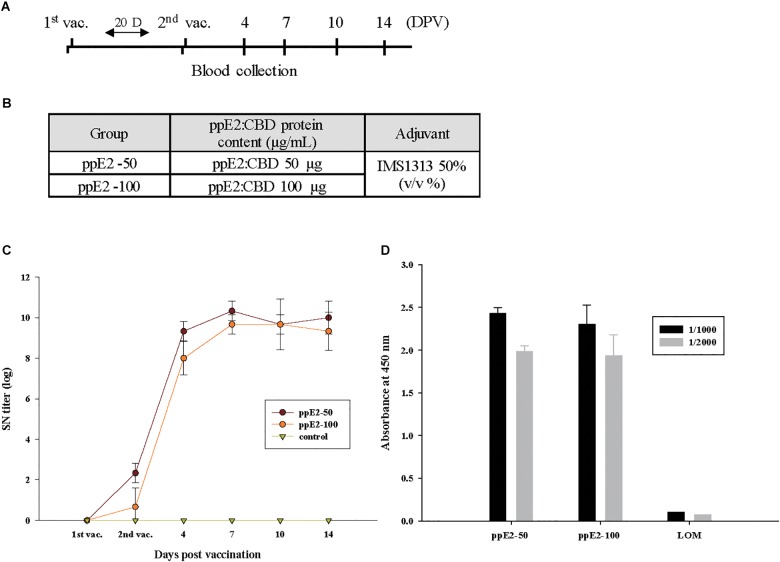 ppE2 is highly immunogenic and induces production of antibody against E2 in piglets. (A) Schematic presentation of the two-dose immunization protocol. DPV, days post-vaccination. Blood was collected immediately before injection and at the indicated DPV. (B) Immunization of piglets. The piglets were injected twice with 50 μg or 100 μg of plant-produced E2 fusion protein (ppE2) in 50% IMS1313 used as an adjuvant. For each dose, three piglets were immunized. (C) E2-specific immune response, determined by ELISA. Serum samples collected from piglets vaccinated with ppE2 were analyzed for E2-specific immune responses by ELISA. Non-vaccinated piglets were included as negative control. Data are mean ± SEM for three pigs per group. (D) Cellulose-binding domain (CBD)-specific immune response, determined by ELISA. Serum samples collected from piglets vaccinated with ppE2 or LOM live vaccine were diluted by 1:1,000 or 1:2,000 and used to analyze CBD-specific immune responses by ELISA. Data are mean ± SEM for three pigs per group.