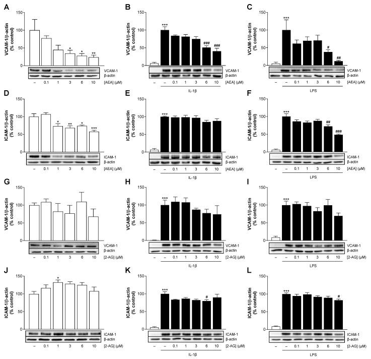 Effect of AEA (A–F) or 2-AG (G–L) on basal or IL-1β- and LPS-mediated induction of VCAM-1 and ICAM-1 protein levels in HCAEC. Protein expression values were determined by Western blot analysis and normalized to β-actin. HCAEC were incubated in the presence or absence of 10 ng/mL IL-1β and the indicated concentrations of AEA or 2-AG, as well as the respective vehicle control, for 24 h. For LPS stimulation, cells were preincubated with increasing concentrations of AEA or 2-AG or its vehicle for 1 h and then coincubated with 1 µg/mL LPS or vehicle for 24 h. The representative β-actin blots in (B,E) are identical, as the analysis of the target protein was performed on the same gel. Cells treated with vehicle (A,D,G,J) or IL-1β (B,E,H,K) or LPS (C,F,I,L) were set as 100% and served as control. Data are presented as means ± SEM of n = 3 (G), n = 4 (A,C), n = 5 (E,F,H), n = 6 (B,D,I,K), n = 8 (L) or n = 9 (J) independent experiments. * p ≤ 0.05, ** p ≤ 0.01, *** p ≤ 0.001 vs. vehicle control; # p ≤ 0.05, ## p ≤ 0.01, ### p ≤ 0.001 vs. stimulated control; one-way ANOVA plus Dunnett (A,D,G,J) or Bonferroni post hoc test (B,C,E,F,H,I,K,L).