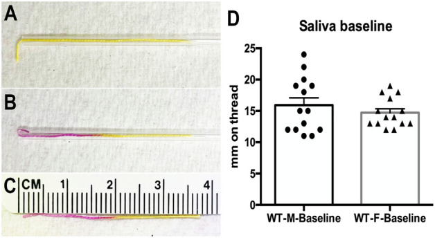 Capillary based method for measuring basal salivation in mice. (A) Phenol red-coated thread is inserted into a fire-polished glass capillary with 3 mm extending outside the opening. This is then placed under the tongue of an isoflurane anesthetized mouse for 10 s. (B) Saliva travels up the thread, discoloring it. (C) The distance traveled in mm is taken as a measure of basal saliva. (D) Sample baseline data for WT males and females shows that basal levels are similar (n = 14 per condition).