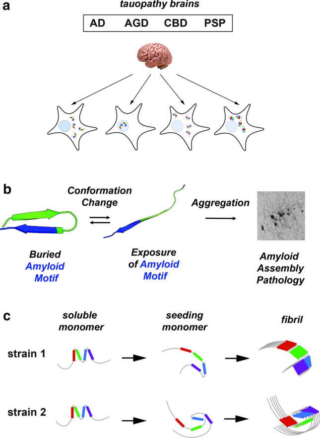 Propagation of tau strains. a Schematic illustrating biosensor-based detection of tau seeds derived from different tauopathies (AD, AGD, CBD and lead to cellular aggregates with different morphologies. b Model of tau domain structural rearrangement and subsequent aggregation. Inert tau monomer (left) has a propensity to form a relatively collapsed conformation, which buries aggregation-prone elements. In the presence of disease-associated mutations, proline isomerization events, or certain splice isoforms, the equilibrium is shifted to disfavor local compact structure. This exposes the aggregation-prone elements and enhances aggregation propensity, leading to subsequent tau pathology. Structural models are shown in cartoon representation and are colored according to repeat domain as in Fig. 1. The aggregation-prone element is colored in blue. c Schematic of tau aggregation pathway for the formation of different strains. Soluble inert tau is shown as a cartoon highlighting local structures surrounding repeat domains, seed-competent monomer highlights structural rearrangements surrounding the aggregation-prone elements and fibrils are shown as an array of ordered monomers. Tau domains are colored as in Fig. 1