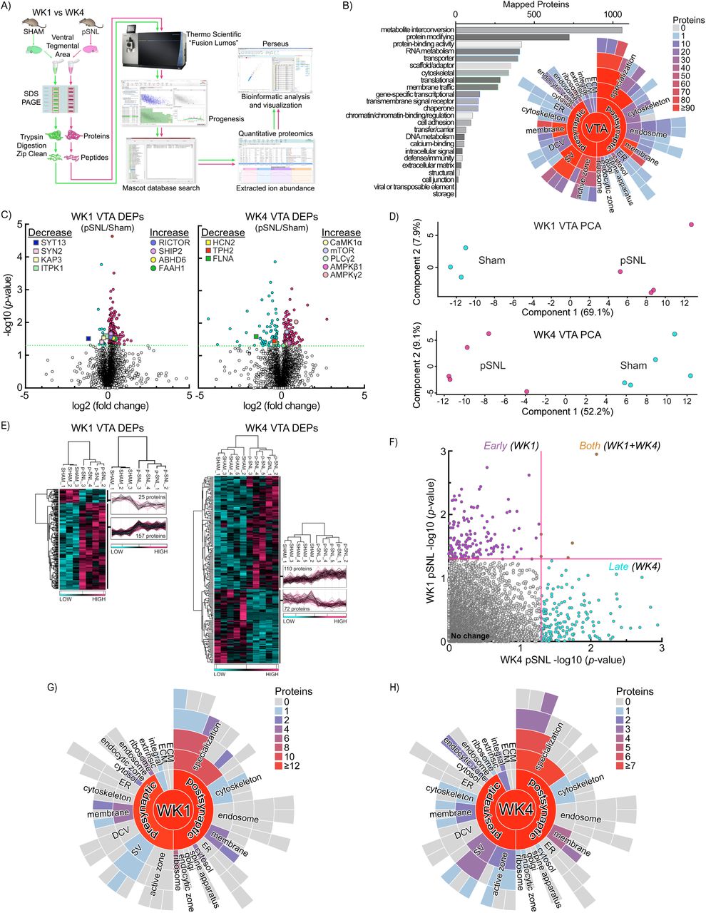 Comprehensive VTA Proteomic Analysis Following pSNL.a Workflow for the proteomic analysis comparison of VTA protein expression at WK1 and WK4 post-surgery. b PANTHER analysis categorized 5 251 proteins in the VTA proteome based on functional class. The Synaptic Gene Ontology (SynGO) starburst plot identified 1 203 proteins with defined subcellular localizations. Plots display the synapse (center), with pre- and postsynaptic sites in the first ring, and subsequent child terms in outer rings. c Volcano plots showing differentially expressed protein abundance (DEP) at WK1 and WK4, with significant differences indicated by −log10(p−value) ≥ 1.30. d Principal component analysis (PCA) and hierarchical clustering (heatmap) further validated significant separation between surgical cohorts at WK1 and WK4. e Heat maps from unbiased hierarchical clustering of 372 significantly affected proteins show reproducible abundance shifts. f Scatter plots demonstrate VTA proteome changes due to surgical intervention and time. Statistical differences are shown as −log10(p-value) for WK1 (y-axis) versus WK4 (x-axis). Red lines mark the p-value cutoff of < 0.05. Few proteins were changed at both timepoints, highlighting a differential VTA proteome at WK4, associated with CPNA, compared to WK1 pain. g, h The pSNL-enriched VTA proteome at WK1 (g) and WK4 (h) mapped to synaptic localizations using SynGO. Out of 372 identified DEPs in (c), 70 mapped to synaptic locations, including cytoskeleton and postsynaptic density (PSD). Protein quantities within each term are represented by a color scheme. Gray panels indicate SynGO terms without associated proteins; colored terms reflect changes in protein abundance in at least one module. Despite differing proteins affected by pSNL at WK1 and WK4, enrichment disparities predominantly occurred within overlapping cellular compartments.