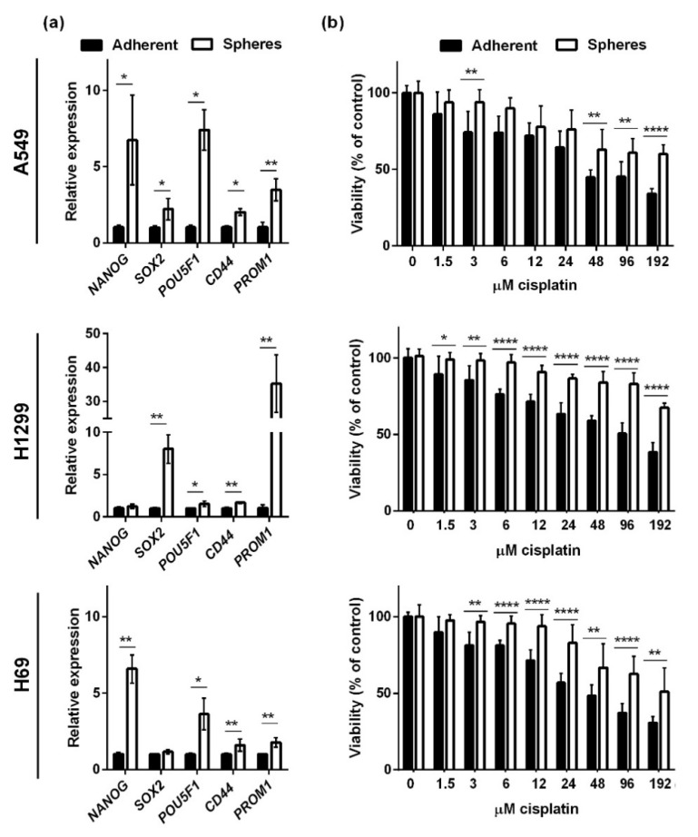 Spheroid cells express higher levels of stemness markers and are more resistant to cisplatin than adherent cells. Lung cancer cells were grown as adherent cells or spheres for 72 h. The spheroid cells expressed higher levels of the stemness markers NANOG, POU5F1 (Oct4), SOX2, CD44, and PROM1 (CD133). The results were normalized to the housekeeping genes HRPT1 and GAPDH and compared to adherent cells, whose expression level was set to 1. * p < 0.05; ** p < 0.01 as determined by t test (a). Spheroids or adherent cells were incubated with increasing concentrations of cisplatin (0–192 µM) for 24 h. Cell viability was measured with CellTiter-Blue and normalized to either untreated adherent cells or spheres (b). Results are shown as the mean ± SD of three independent experiments. * p < 0.05; ** p < 0.01; **** p < 0.0001 compared to adherent cells as determined by t test.