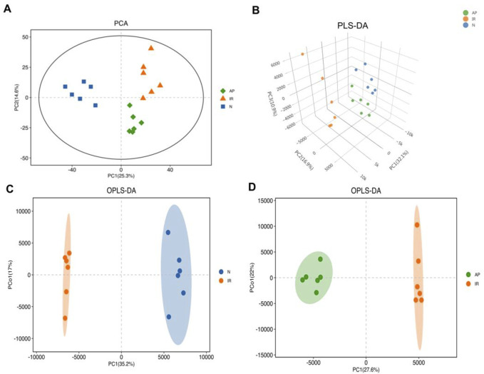 Multivariate statistical analysis. (A) PCA score plot. Metabolite profiles of each group exhibited clustering with clear separation, indicating differences in metabolic profiles among the three groups. (B) PLS-DA score 3D plot. This supervised statistical method shows significantly differentiates in metabolic profiles among the three groups. (C, D) OPLS-DA score plots. These plots, based on PLS-DA, enhance the model's interpretive power and effectiveness, indicating significant differences in metabolites between the I/R vs Nor and AP vs I/R groups.
