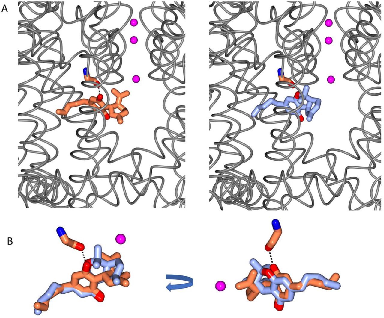 Comparison of CBD and THC in the CBD Binding SiteA) The location of the CBD site (left) and the modeled THC site (right). B) (left) The overlay of CBD (coral) and THC (blue) in the binding site shows the presence of the additional hydrogen bond between the protein and drug for CBD in comparison to that possible for THC. The view on the right side is rotated from the view on the left to visualise a different view of the alignment.