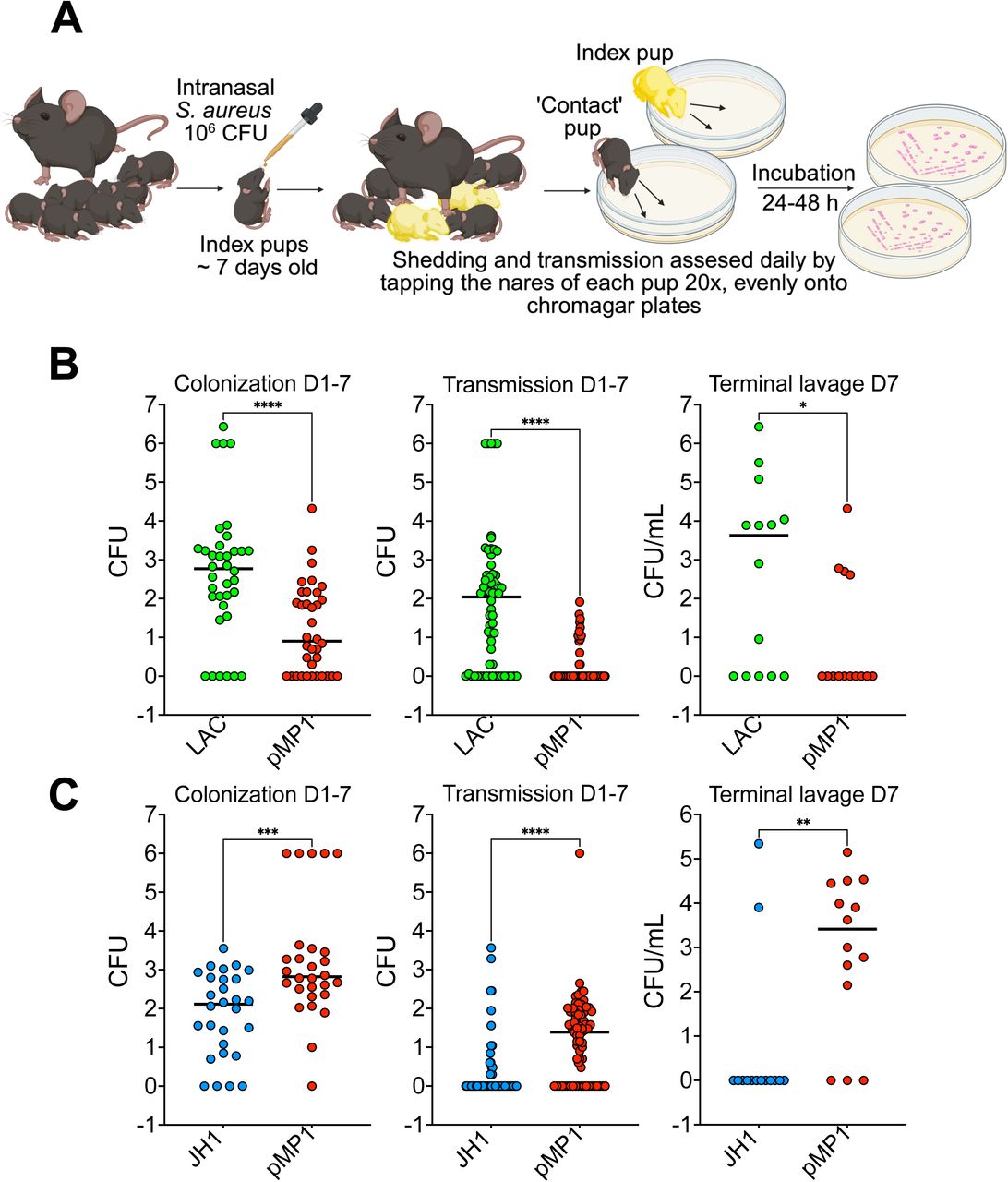 Effect of the mupA plasmid on colonization and transmission in a neonatal murine model.(A) Experimental schematic. Neonatal mice (4–7 days of age) were intranasally inoculated with 106 CFU of the indicated S. aureus strain. Inoculated index pups were returned to their litters and cohoused with uninoculated littermates to assess transmission. Colonization was monitored daily by gently tapping the nares of each pup onto selective agar plates. At experimental endpoints, pups and dams were euthanized and upper respiratory tract colonization was quantified by retrograde nasal lavage and CFU enumeration. (B) Colonization and transmission of the CC8 strain LAC ± pMP1 (BS1158 and BS1963, respectively). (C) Colonization and transmission of the CC5 strain JH1 ± pMP1 (BS1231 and BS2045, respectively). Left, cumulative nasal colonization burden among inoculated index pups measured over days 1–7 post-inoculation. Middle, cumulative transmission burden among uninoculated contact pups measured over the same interval. Right, terminal upper respiratory tract colonization quantified by retrograde nasal lavage at the experimental endpoint. In panel B, green indicates the parental strain and red the mupA-plasmid–containing strain. In panel C, blue indicates the parental strain and red the mupA-plasmid–containing strain. Each symbol represents an individual animal. For longitudinal colonization measurements (left and middle panels), each symbol represents the cumulative CFU recovered from a single animal over the 7-day observation period. Whenever no S.aureus was recovered a value of 1 CFU was assigned. Horizontal bars indicate medians. All Y axes are in log scale. Daily colonization and transmission kinetics for the experiments shown in panels B and C are presented in Supplementary Fig. 4.