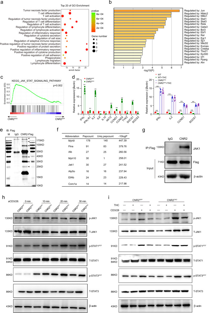 CNR2 binds to JAK1 and inhibits the STATs signaling.CNR2 binds to JAK1 and inhibits the STATs signaling. a, b Gene Ontology (GO) category analysis and Heatmap GO analysis of RNA-seq data of Cnr2CKO and Cnr2GFP CD8+ T cells treated with anti-CD3 plus (5 μg/ml) anti-CD28 (5 μg/ml) for 24 h by using Metascape website (http://metascape.org). c GSEA analysis of the differentially expressed genes (RNA-seq datasets) of the JAK-STAT signaling pathway in Cnr2-deficient CD8+ T cells versus wild-type CD8+ T cells. d qPCR validation of the expression of genes downstream JAK-STAT signaling pathway in Cnr2-deficient and wild-type CD8+ T cells (Left), and in THC-treated Cnr2-deficient and wild-type CD8+ T cells (Right). Data are presented as the mean ± SD. of three biological replicates. **P < 0.01. e Mass spectrum analysis of CNR2 associated proteins in CD8+ T cells from Cnr2-2xFlag-IRES-Egfpflox/flox reporter mice after Flag pull-down assay. Six protein bands detected by silver-staining in the FLAG group but not in the IgG group were cut and performed mass spectrum analysis. f The top ten identified peptides were shown in the list. g Cnr2-2xFlag-IRES-Egfpflox/flox CD8+ T cells were treated with THC or DMSO as a control for 24 h. Cell lysates were then immunoprecipitated with Flag antibody and analyzed by immunoblot with anti-JAK1 and anti-Flag. h Cnr2GFP and Cnr2CKO CD8+ T cells were stimulated with anti-CD3 plus anti-CD28 for 10–30 min. Cell lysates were analyzed by immunoblot with anti-phosphorylated JAK1, anti-phosphorylated STAT1, anti-phosphorylated STAT3, anti-total STAT1, and anti-total STAT3. i Cnr2GFP and Cnr2CKO CD8+ T cells were pretreated with THC or DMSO for 24 h and then stimulated by anti-CD3 plus anti-CD28 for 30 min. Cell lysates were analyzed by immunoblot with anti-phosphorylated JAK1, anti-phosphorylated STAT1, anti-phosphorylated STAT3, anti-total STAT1, and anti-total STAT3.