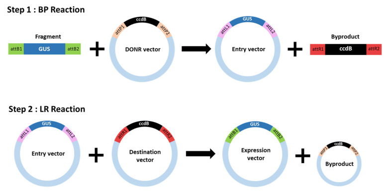 Schematic representation of the Gateway cloning system.