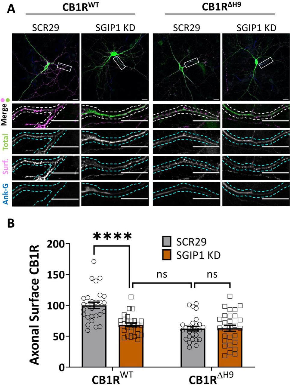 SGIP1 knockdown reduces surface expression of CB1RWT, but not CB1RΔH9.(A) Representative confocal images of DIV14 hippocampal neurons expressing EGFP-CB1RWT or EGFP-CB1RΔH9 and either a 25mer shRNA targeting SGIP1 (SGIP1 KD) or a non-targeting scrambled 29mer control (SCR29). Cells were transfected at DIV9 and left for 5 days to ensure knockdown then surface stained with anti-GFP antibody. Upper panels for each condition show whole cell field of view and lower panels are enlargements of axonal ROIs. Green = total; magenta = surface; blue = axon marker (Ankyrin-G). Merge: surface to total seen as white. (B) Quantification of data represented in (A). SGIP1 knockdown causes a significant reduction in axonal surface expression of EGFP-CB1RWT (CB1RWT/SCR29 vs. CB1RWT/SGIP1 KD: mean ± SEM, 100 ± 5.15 vs. 68.46 ± 3.04; n = 27 vs. n = 28; ****p < 0.0001), which phenocopies the reduced surface expression phenotype of EGFP-CB1RΔH9 (CB1RWT/SGIP1 KD vs. CB1RΔH9/SCR29: mean ± SEM, 68.46 ± 3.04 vs. 62.31 ± 3.73; n = 28 vs. n = 27; nsp = 0.896). The effect of SGIP1 KD is occluded for EGFP-CB1RΔH9 (CB1RΔH9/SCR29 vs. CB1RΔH9/SGIP1: mean ± SEM, 62.31 ± 3.73 vs. 62.88 ± 4.93; n = 27 vs. n = 28; nsp > 0.999). Surface fluorescence was normalised to total fluorescence and shown as a percentage of CB1RWT/SCR29. Two-way ANOVA with Sidak’s post hoc test. N = 27-28 neurons from five independent neuronal cultures per condition.