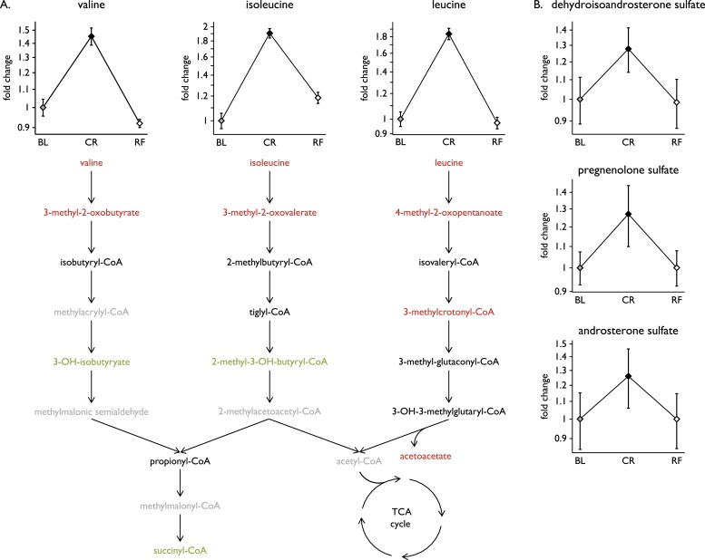Amino acids and steroid hormones. (A) Fold changes in the BCAAs valine, isoleucine, and leucine between baseline (BL), CR, and RF; mean ± SEM. Steps in BCAA catabolism are shown; metabolites that significantly increased (red) or decreased (green) with CR are indicated. Some metabolites were not measured in this assay (gray). (B) Fold changes in a subset of steroid hormones between conditions; mean ± SEM.