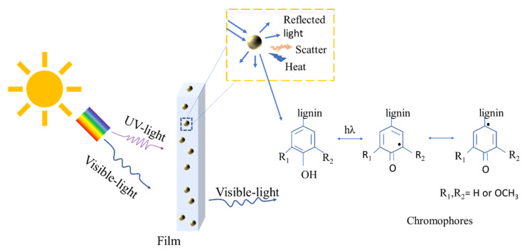 The proposed mechanism of UV shielding performance of hemp/PVA film.
