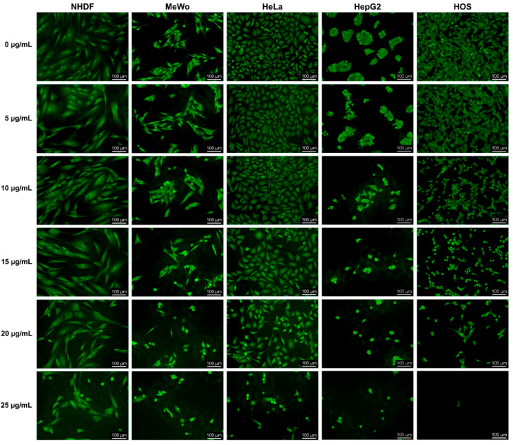 AO/EB staining of normal dermal fibroblasts (NHDF), malignant melanoma (MeWo), adenocarcinoma (HeLa), hepatocellular carcinoma (HepG2) and osteosarcoma (HOS) cells treated with CBD-enriched hemp oil at 5, 10, 15, 20 and 25 µg CBD/mL for 48 h. Control cells were incubated with complete cell culture medium (represented as 0 µg CBD/mL).