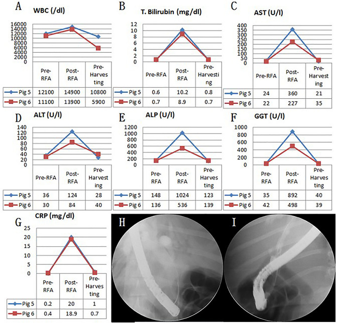 Blood test and cholangiography of biliary stricture pre-RFA, post-RFA, and at 5-month follow-up. (A) WBC changes; (B) T. bilirubin changes; (C) AST changes; (D) ALT changes; (E) ALP changes; (F) GGT changes; (G) CRP changes of 5-month follow-up pigs; (H) Cholangiography of biliary stricture of 5-month follow-up (pig 5); (I) Cholangiography of biliary stricture of 5-month follow-up (pig 6). WBC white blood cell count, T. bilirubin total bilirubin, AST aspartate transaminase, ALT alanine transaminase, ALP alkaline phosphatase, GGT gamma-glutamyl transferase, CRP C-reactive protein.