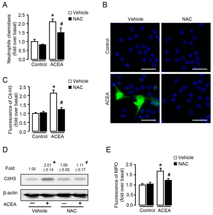 ROS is required in CB1-mediated chemotaxis and NETosis in vitro. (A) ACEA-induced neutrophil chemotaxis pretreated with or without NAC (5 mM). (B,C) Representative images and quantification of CitH3 immunofluorescent staining (green) and NETosis in ACEA-treated neutrophils pretreated with or without NAC. The nuclei were stained with DAPI (blue). Scale bars, 20 μm. (D) CitH3 protein level with or without NAC pretreatment was examined by Western blot. (E) Quantification of MPO immunofluorescence with or without NAC pretreatment. Data are presented as the mean ± SEM. N = 4 per group. * p < 0.05 vs. control. # p < 0.05 vs. ACEA-treated alone.