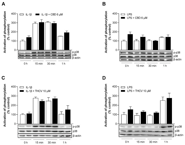 Effect of CBD and THCV on the phosphorylation of p38 MAPK in IL-1β- and LPS-stimulated HCAEC. HCAEC were incubated for the indicated times with 10 ng/mL IL-1β in the presence of 6 µM CBD (A), 10 µM THCV (C), or vehicle. For LPS-stimulated cells, HCAEC were preincubated with 6 µM CBD (B), 10 µM THCV (D), or vehicle for 1 h and then co-incubated with 1 µg/mL LPS for the indicated time points. At the 0 h time point, the HCAEC were treated with the test substances, and the supernatants were then immediately collected and the cells processed for subsequent analysis. Phosphorylation of proteins was then determined by Western blot analysis. The blots shown are representative. Cells treated with IL-1β or LPS for 0 h were used as controls (100%). Data are shown as means ± SEM of n = 3 (3 independent experiments). Statistical significance between the two groups of an incubation period was excluded using Student’s unpaired two-tailed t test.