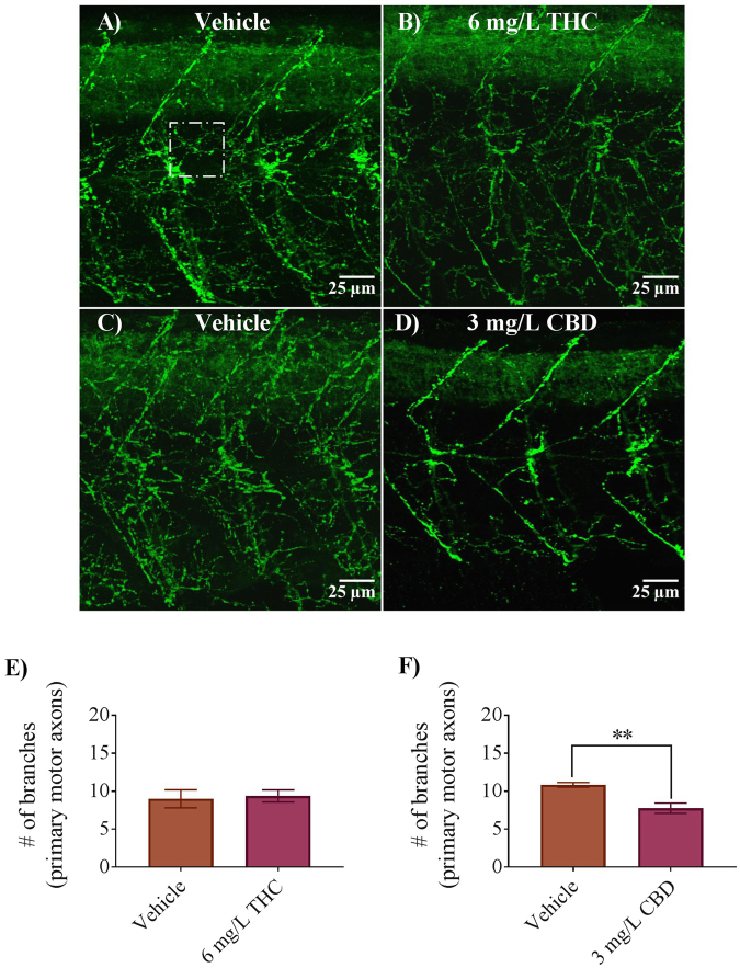 Antibody labelling (anti-znp1) of axonal branches of primary motor neurons in 2 dpf embryos in vehicle controls, 6 mg/L THC-treated embryos and 3 mg/L CBD treated embryos. (A–D) Branching patterns and labelling of axons appear to be similar between controls and THC-treated embryos but reduced in CBD treated embryos. (E) Bar graph showing the number of branches emanating from primary motor axons in vehicle control (n = 7) and 6 mg/L THC treated embryos (n = 8), counted from 9 different square areas (each 1500 μm2 area). (F) Bar graph showing the number of branches emanating from primary motor axons in vehicle control (n = 6) and 3 mg/L CBD treated embryos (n = 8), counted from 9 different square areas (each about 1500 μm2 area). *Significantly different from vehicle control, p < 0.01.
