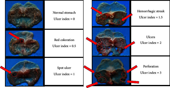 Morphological appearances and ulcer index of different ulcer index on gastric mucosa.