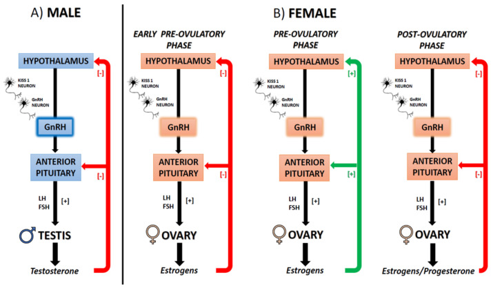 Schematic representation of the hypothalamus-pituitary gonad (HPG) axis in mammals. (A) Male (B) Female at different phases of the ovulatory cycle. Gonadotropin-releasing hormone (GnRH); Luteinizing hormone (LH); Follicle Stimulating Hormone (FSH).