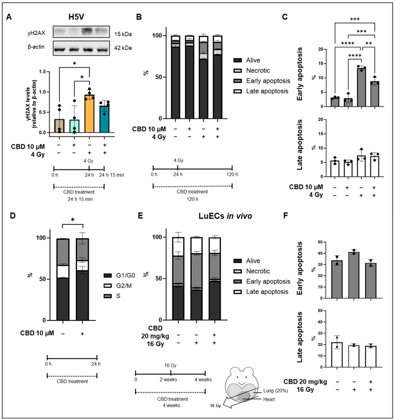 yH2AX levels and apoptosis in H5V cells and primary lung ECs (luECs in vivo) after treatment with CBD and/or irradiation. (A) Representative Western blot of yH2AX and relative yH2AX levels in H5V cells that were untreated (first lane), treated with CBD (10 µM, 24 h; lane 2), treated with irradiation (4 Gy; lane 3), or with CBD (10 µM, 24 h) followed by irradiation (4 Gy; lane 4). All yH2AX levels were determined 15 min after irradiation (4 Gy) in H5V cells. The data represent mean values of 4 independent experiments (n = 4). (B) Percentage of living (alive), necrotic, early (C) and late (C) apoptotic H5V cells determined on day 4 by Annexin/PI staining after no treatment (column 1), CBD treatment (10 µM, 24 h; column 2), irradiation (4 Gy; column 3) and a treatment with CBD (10 µm, 24 h) prior to irradiation (4 Gy; column 4). Data are means ± SD from 3 independent experiments (n = 3); * p < 0.05, ** p < 0.01, *** p < 0.001 and **** p < 0.0001. (D) Cell cycle distribution of H5V cells kept untreated (left column) or 24 h after treatment with 10 µM CBD (right column). Data are means ± SD from 3 independent experiments (n = 3); * p < 0.05; significant difference relates to cells in the G1 phase. (E) Percentage of living (alive), necrotic, early (F) and late (E) apoptotic lung ECs (luECs in vivo) determined 2 weeks after in vivo irradiation by Annexin/PI staining after no treatment (column 1), CBD treatment (20 mg/kg body weight per day, 4 weeks; column 2), CBD-treatment (20 mg/kg body weight per day, 4 weeks) prior to irradiation (16 Gy after 2 weeks CBD treatment; column 3). Data are means from 2 independent experiments (n = 2). Original western blots are presented in Supplementary Materials.