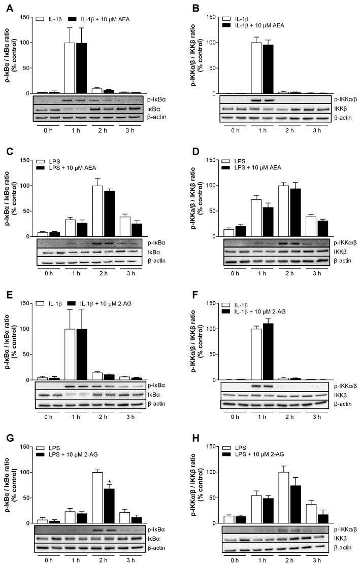 Impact of AEA (A–D) or 2-AG (E–H) on IL-1β- or LPS-induced phosphorylation of IKKα/β and IκBα in HCAEC. Cells were treated with 10 µM AEA or 10 µM 2-AG or vehicle and coincubated with 10 ng/mL IL-1β. For analysis of LPS-induced NF-κB activation, cells were preincubated with 10 µM AEA or 10 µM 2-AG or vehicle 1 h prior to addition of LPS (1 µg/mL). Protein samples were collected following stimulation for the indicated time points. Western blotting was performed for IKKβ, IκBα and its phosphorylated forms (p-IKKα/β, p-IκBα). Cells treated with IL-1β for 1 h or with LPS for 2 h served as controls (100%). Protein expression values were normalized to β-actin as equal loading control and represented as means ± SEM of n = 4 (A–C) or n = 3 (D–H) independent experiments. * p ≤ 0.05 vs. time-matched LPS control group; Student’s unpaired two-tailed t test.