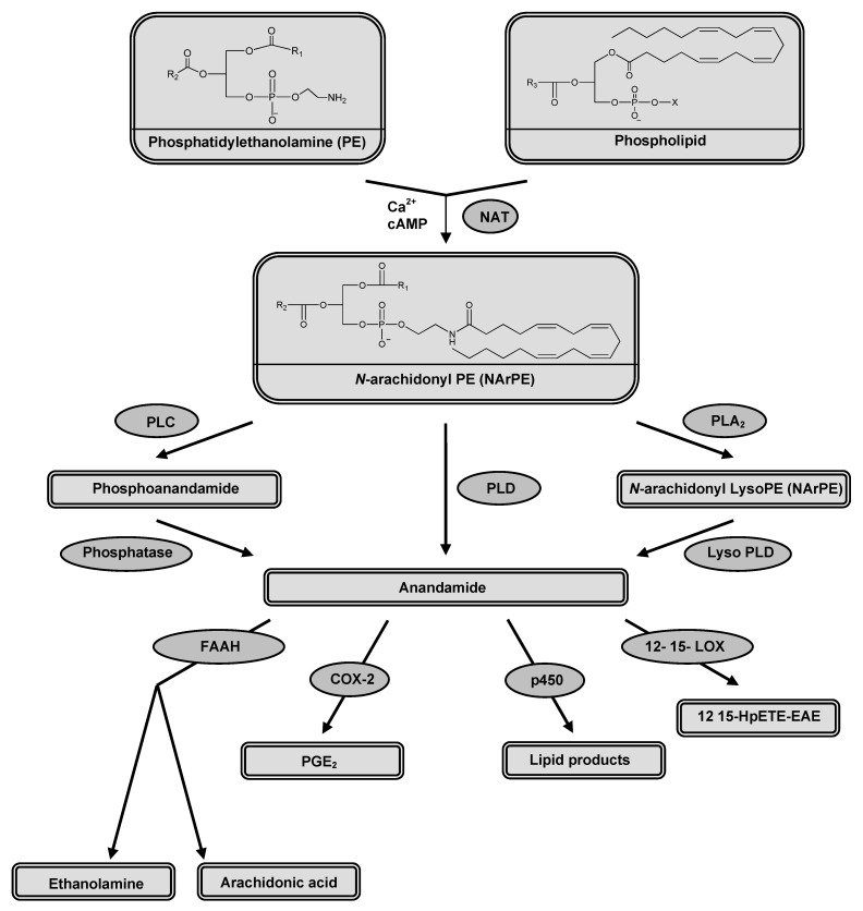 Enzymes involved in AEA synthesis; N-acyltransferase (NAT), protein tyrosine phosphatase (PLP) and phospholipase D (PLD) and in AEA degradation; fatty acid amide hydrolase (FAAH), cyclooxygenase-2 (COX-2), cytochrome P450, and 12-, 15-lipo-oxygenase (LOX).