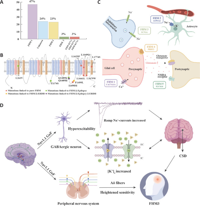 Types of FHM, genetic mechanisms, and pathogenesis of FHM3 induced by Nav1.1 mutations.(A) Relative frequency of identified FHM types (Di Lorenzo et al., 2012). (B) Localization of known FHM3 mutations in the Nav1.1 α-subunit (Dhifallah et al., 2018). (C) Genetic mechanisms of FHM, highlighting glutamatergic synapse proteins encoded by FHM-related genes and their functions (Grangeon et al., 2023). (D) The pathogenesis of FHM3:GoF mutations in Nav1.1 leads to hyperexcitability of GABAergic neurons, causing increased ramp Na+ currents and elevated extracellular potassium concentrations ([K+]), thereby inducing CSD. Additionally, mutation enhances the sensitivity of Aδ fibers, triggering migraines. A–C are adapted from open access sources, and D is an original image created by the author. ATP1A2: ATPase Na+/K+ transporting subunit alpha 2; CACNA1A: calcium voltage-gated channel subunit alpha1 A; CSD: cortical spreading depression; ERDB: early repolarization and developmental bradycardia; FHM: familial hemiplegic migraine; GABA: gamma-aminobutyric acid; GoF: gain-of-function; Nav1.1: voltage-gated sodium channel 1.1; NMDA: N-methyl-D-aspartate; PRRT2: proline-rich transmembrane protein 2; SCN1A: sodium channel voltage-gated type 1 alpha subunit.