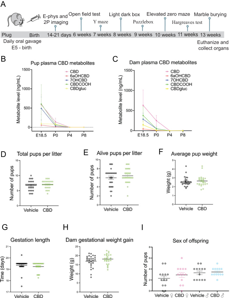 Dosing schematic, validation of CBD metabolites and litter factors.A timeline shows CBD administration and age of offspring when tests were performed (A). A graph shows CBD and CBD metabolites in the dam blood plasma from E18.5, P0, P4, and P8 (B) and pooled pup litter plasma from each group (C) from E18.5, P0, P4, and P8. Graphs show gestational CBD consumption does not alter total pups per litter (D), alive pups per litter (E), average pup weight (F), gestation length (G), gestation weight gain (H), or sex of offspring (I) from 27 vehicle administered dams and 26 CBD administered dams. Error bars represent S.E.M. No measures were significantly different based on treatment (p > 0.1 by t-test). Mean values, SEM, and p values by t-test are reported in Tables 1 and 2.