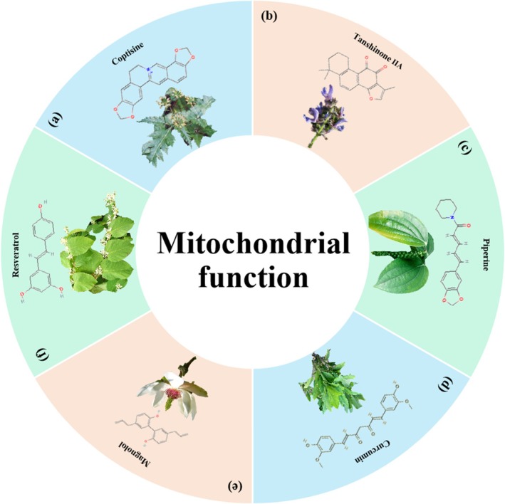 Herbal medicine treats CRC by regulating mitochondrial function. (a) Coptis chinensis Franch. (b) Salvia miltiorrhiza Bunge. (c) Piper nigrum L. (d) Curcuma longa L. (e) Magnolia officinalis Rehd. et Wils. (f) Polygonum cuspidatum Sieb. et Zucc.