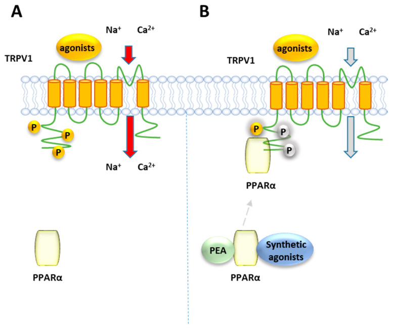 Representative mechanism of TRPV1 receptors regulation by PPARα. (A) TRPV1 channels stimulation induced by agonists. Phosphorylation of TRPV1 (indicated as P in yellow circles) is known to be a cellular event promoting the channel activity (B) The activation of PPARα by PEA or canonical agonists, suppresses TRPV1 activity, making the channels refractory to stimuli.