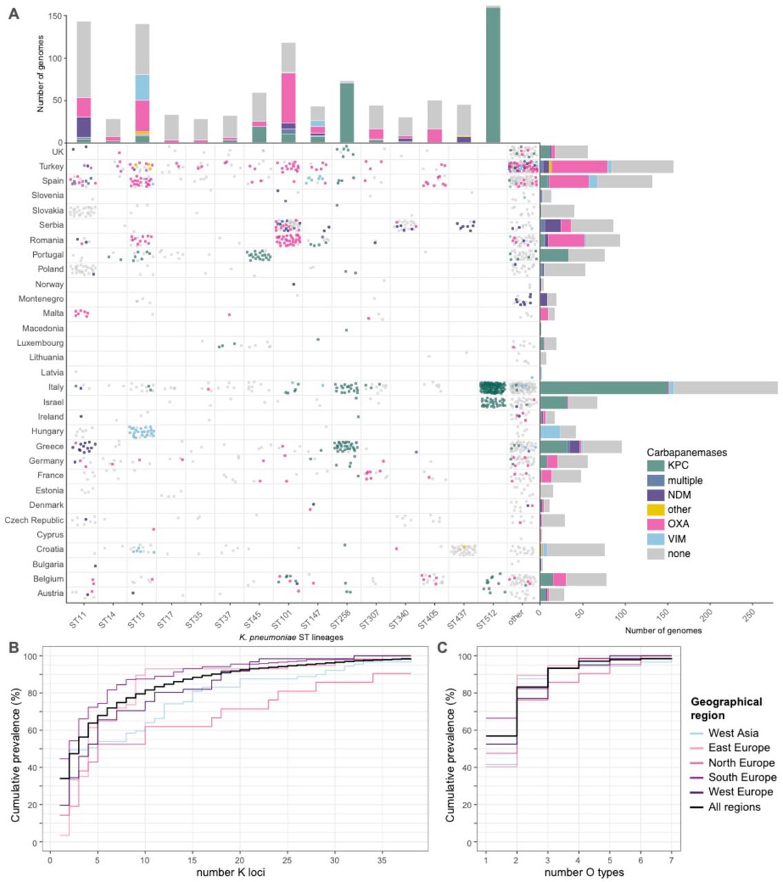 Kleborate genotyping results for European K. pneumoniae surveillance isolates.Data shown summarise Kleborate results for 927 carbapenem-non-susceptible and 697 carbapenem-susceptible K. pneumoniae genomes from the EuSCAPE study (data included in Table S2). (A) Geographical and lineage distribution of carbapenemase genes. Each circle represents a genome, colored by carbapenemase (see inset legend). Barplots summarise the number of genomes from each K. pneumoniae lineage (top) and country (right), colored by carbapenemase. (B-C) Cumulative prevalence of (B) capsule (K) locus and (C) O antigen locus types, for carbapenem non-susceptible (meropenem MIC>2) isolates, ordered by overall prevalence. Thick line indicates curve for whole data set; others give results separately for different United Nations geographical regions (see inset legend).