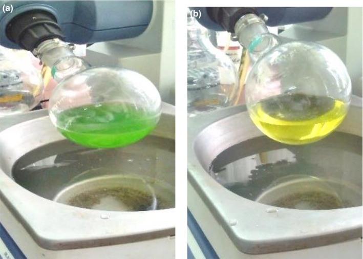 Images of different color of hemp seed oil extracted with (a) isopropanol and (b) hexane solvents (before evaporation of solvent)