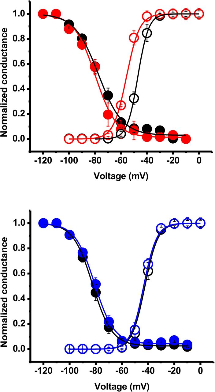 hCav 3.2 Activation and Inactivation kinetics of MDMB-CHMICA and AMB-CHMINACA4A. Using a current-voltage relationship protocol (iV), 1 μM MDMB-CHMICA significantly shifted half-activation potential (v0.5) of hCav3.2 (−54.8 ± 1 mV vs −47 ± 1 mV Control) (Red open circles). However, Steady State Inactivation (SSI) was not affected (−78.6 ± 1 mV vs −77.1 ± 2 mV Control) (Red closed circles). 4B. Using the same protocols, 1 μM AMB-CHMINACA did not significantly alter v0.5 (−43 ± 1 mV vs −42.1 ± 1 mV Control) (Blue open circles) or SSI (−77.1 ± 1 mV vs −80.2 ± 1 mV Control) (Blue closed circles). Results are normalised to peak current and represent the mean ± SEM of 6 independent cellular recordings).