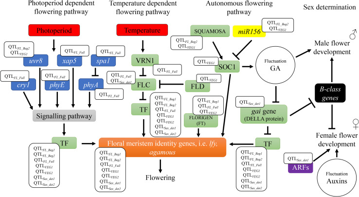 Flowering and sex determination metabolic pathways: identification of candidate genes underneath the QTLs. The QTLs for flowering time are found in different flowering dependent pathways (photoperiod, temperature, and endogenous flowering pathways). Photoperiod pathway involves genes of the perception and transduction of light signals [ultraviolet-B receptors (uvr8), circadian timekeeper (xap5), suppressor of PHYA-105 (spa1), cryptochromes (cry1), phytochrome A (phyA), and phytochrome E (phyE)]. Temperature pathway involves vrn1, a vernalization dependent transcription factor. Both photoperiod and temperature pathways activate signaling pathways and/or transcription factors involved in the endogenous flowering pathway to regulate floral meristem identity genes, such as leafy (lfy). Genes that code for these transcription factors include flowering locus C (FLC), flowering locus D (FLD), flowering locus T (FLORIGEN or FT), suppressor of overexpression of constans1 (soc1), and gibberellic acid insensitive (gai gene – DELLA protein), among others. TF is used to summarize all transcription factors inducing floral meristem identity genes. Endogenous pathway also include the regulatory element of flowering genes, miR156. The QTLs for sex determination are found in metabolic pathways involved in regulation of phytohormones gibberellic acid (GA) or auxins. These pathways include B-class homeotic genes involved in the development of male flower organs and auxin response factors genes (ARFs) involved in female flower development.