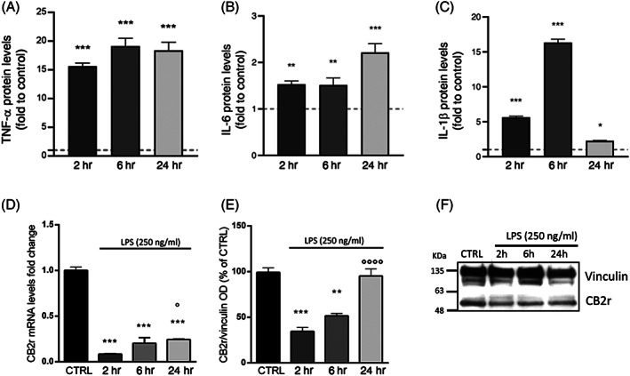 Protein expression of the pro‐inflammatory cytokines TNF‐α (A), IL‐6 (B), and IL‐1β (C) measured by ELISA assay in BV‐2 cells after a 2, 6, and 24 hr LPS stimulation (250 ng/ml). The dashed line represents the CTRL value set to 1 (n = 6). RT‐qPCR analysis of CB2r mRNA (D) and protein (E) levels measured by western blot in LPS‐time course treatment (2, 6, and 24 hr) in BV‐2 cells. (F) Immunoblot represents protein levels of CB2r and the endogenous target vinculin. Each column represents mean ± SEM. Data were analyzed by one‐way analysis of variance followed by Tukey: *p < .05, **p < .01,***p < .001 versus CTRL group; °p < .05, °°°°p < .0001 versus LPS (n = 5). LPS, lipopolysaccharide; SEM, standard error of the mean