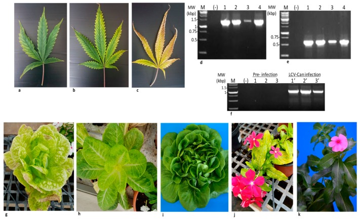 Cannabis lettuce chlorosis virus (LCV-Can) isolate transmitted by B. tabaci MEAM1 biotype to un-infected cannabis, lettuce and rose periwinkle plants. (a–c) LCV-Can infected cannabis leaves at three time points post-viral transmission: 21, 45 and 60 days post-inoculation (dpi), respectively. (d,e) RT-PCR detection of LCV-Can infected cannabis plants at 35 dpi (d) Detection of RNA1 fragment using the primers RNA1-F-7170 and RNA1-R-8433 (Table 3). (e) Detection of RNA2 fragment using the primers RNA2-F-7628 and RNA2-R-8189 (Table 3). (f) RT-PCR of un-infected and LCV-Can infected Butter-head lettuce (lanes 1 and 1′), Romaine lettuce (lanes 2 and 2′) and rose periwinkle (lanes 3 and 3′) plants, using the primers RNA2-F-6090 and RNA2-R-7094. MW-Molecular weight, M-Marker, (-) Negative control (g,h) symptomatic LCV-Can infected Butter-head lettuce and Romaine lettuce at 35 dpi. (i) Untreated ‘healthy’ Butter head lettuce. (j) Symptomatic LCV-Can infected rose periwinkle at 35 dpi. (k) Untreated ‘healthy’ rose periwinkle.
