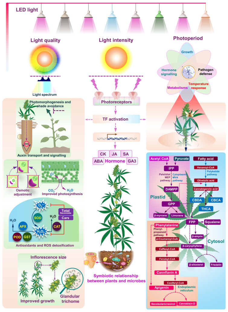 The figure illustrates the intricate effects of light quality, intensity, and photoperiod on the growth, development, and metabolic pathways of cannabis plants. Light, in terms of quality, intensity, and photoperiod, is perceived by photoreceptors, which subsequently trigger transcription factors (TFs) that regulate gene expression related to growth and development. The use of LED lights provides controlled light spectra that influence various physiological responses. Optimal wavelengths significantly impact photomorphogenesis and shade avoidance mechanisms, primarily by regulating auxin transport and signaling. The circadian clock also plays a role in coordinating growth, hormone signaling, and metabolic processes in response to light cycles. Optimal light conditions enhance photosynthesis efficiency by increasing CO2 and H2O uptake, while also promoting osmotic adjustment and strengthening the plant’s defense against reactive oxygen species (ROS) through the upregulation of detoxification enzymes such as superoxide dismutase (SOD), catalase (CAT), glutathione peroxidase (GPX), and glutathione S-transferase (GST). These changes, collectively contribute to vigorous plant growth, increased inflorescence size, and the development of glandular trichomes, which are important for secondary metabolite production. The plant’s hormonal responses, including auxin (IAA), cytokinin (CK), abscisic acid (ABA), gibberellin (GA3), salicylic acid (SA), and jasmonic acid (JA), are also regulated by light and play a critical role in growth and stress responses. In addition to light’s direct effects on plant physiology, the figure highlights the symbiotic relationship between cannabis plants and microbes, which can further enhance plant health and nutrient acquisition. The top-right section emphasizes the impact of different light spectra on plant responses, affecting metabolic pathways and cannabinoid production. The detailed metabolic pathways in the bottom-right panel depict the biosynthesis of cannabinoids and terpenoids. Key precursors such as acetyl CoA, pyruvate, and fatty acids enter the Palstidial MEP and cytoplasmic MVA pathways to produce isopentenyl pyrophosphate (IPP) and geranyl pyrophosphate (GPP), leading to the synthesis of primary cannabinoids like Cannabigerolic acid (CBGA). CBGA serves as a precursor for tetra-hydrocannabinolic acid (THCA), cannabidiolic acid (CBDA), and cannabichromenic acid (CBCA). The terpenoid biosynthesis pathway illustrates how intermediates like GPP and farnesyl pyrophosphate (FPP) are converted into terpenoids, including β-myrcene, limonene, β-caryophyllene, β-amyrin, and squalene. Additionally, the phenylpropanoid pathway shows the synthesis of phenolic compounds such as Cannflavin A and apigenin from phenylalanine-derived intermediates like p-coumaroyl-CoA and feruloyl-CoA.