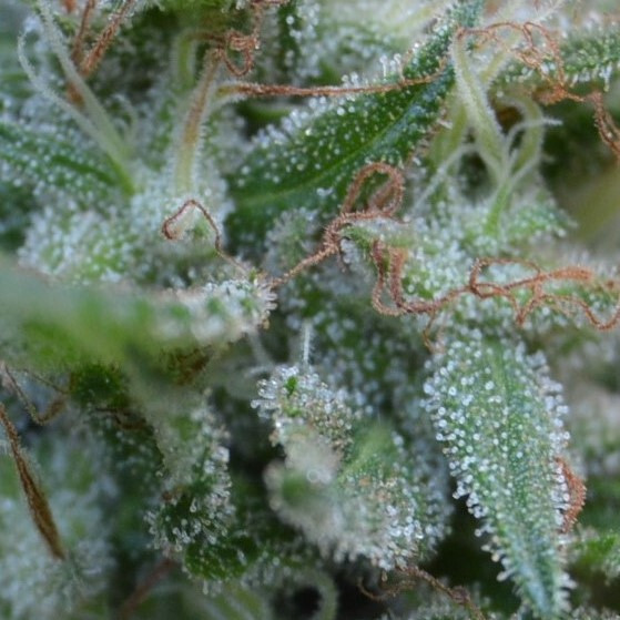 Healthy trichome growth on marijuana plant.
