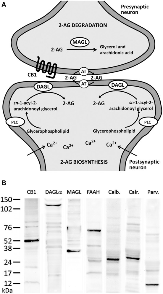 (A) Major biochemical pathway for 2-AG signaling system. Postsynaptic calcium influx and the activation of metabolic receptors coupled to phosphotidyl-inositol-specific phospholipase C (PLC) and diacylglycerol lipase (DAGL) pathway lead to increases in 2-AG production. 2-AG signaling includes uptake into cells mediated by an unknown transporter (AT) and hydrolysis by specific enzymatic systems, such as MAGL. (B) Western blots of protein extracts from rat hippocampus showing CB1 immunostaining as a prominent band at about 52 kDa. Immunoblots for DAGLα, MAGL, and FAAH also revealed a single band with molecular masses of 120, 35, and 63 kDa, respectively. Analysis of calbindin D28k, calretinin, and parvalbumin immunoblottings confirmed expected bands of 28, 29, and 10 kDa, respectively.