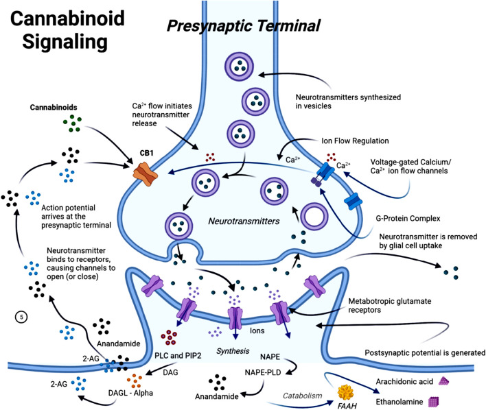 Diagram of a presynaptic terminal showing neurotransmitter release. Key features include neurotransmitter synthesis in vesicles, calcium ion flows through voltage-gated channels, and activation of CB1 receptors by cannabinoids. The image illustrates processes like neurotransmitter binding to receptors, ion flow regulation, glial cell uptake, and potential generation. It also depicts components such as anandamide, 2-AG, DAG, and the role of metabotropic glutamate receptors. Pathways for synthesis and catabolism are labeled, and the overall flow of neurotransmitters and ions is indicated by arrows.