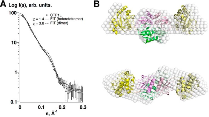 A, SAXS data of the CTP1L endolysin (circles), and the fits of the heterotetrameric (solid line) and dimeric (broken line) models. B, superposition of the ab initio dummy atom model reconstructed from the SAXS data for CTP1L (white spheres) and the crystal structure of the heterotetramer of CTP1L (schematic), with the CBDs located centrally at the oligomer interface and the EADs at the periphery. The view is along the 2-fold symmetry axis at the top and is rotated by 90º in the bottom panel.
