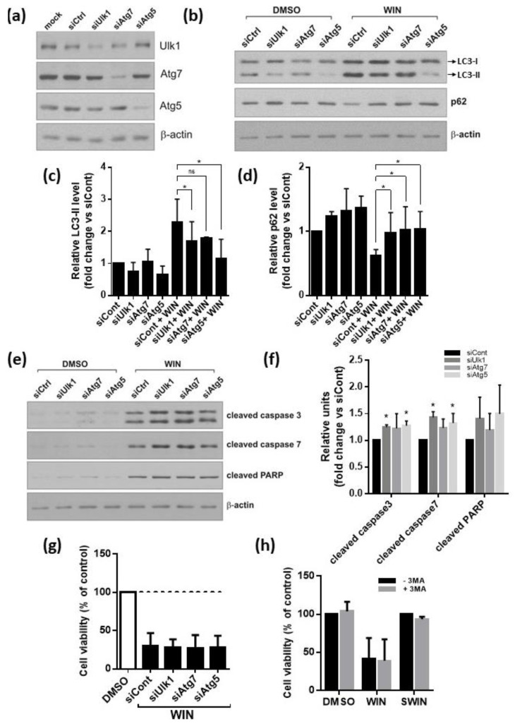 The inhibition of autophagy augments cannabinoid-induced apoptotic cell death in malignant glioma cells but does not affect its overall cytotoxicity. (a) Knockdown of ULK1, Atg5, and Atg7 using specific siRNAs was confirmed at protein level by immunoblotting. (b–e) Glioma cells were transfected with siRNA targeting Atgs and exposed to WIN55,212-2 for 24h. Immunoblots show the levels LC3-I and LC3-II, p62 (b), and cleaved caspases 3, 7, and PARP (e) in glioma cells. Note the increase of apoptosis hallmarks in WIN55,212-2-treated LN18 glioma cells after inhibition of autophagy. Densitometric analysis of immunoblots presented in (b) and (e) is shown in (c,d) and (f), respectively. Each bar represents the mean ± SD of three independent experiments. In (c,d,f) significant difference (* p < 0.05, ANOVA) as compared to WIN55,212-2-treated siCont-transfected cells; ns—not statistically significant. (g) Viability of LN18 glioma cells treated for 48 h with WIN55,212-2 after knockdown of autophagy genes, assessed by MTT metabolism test. Values were normalized to DMSO-treated cells transfected with the respective siRNA. Results shown represent mean ± SD from three independent experiments. No significant differences in cell viability after exposure to WIN55,212-2 between cells transfected with siCont and with siRNA targeting any of the Atg genes were found (ANOVA). (h) Viability of LN18 glioma cells measured by MTT metabolism test after 48 h-treatment with DMSO, WIN55,212-2, or WIN55,212-3 (SWIN) and with or without addition of 3-methyladenine (3MA, 2mM). Values were normalized to DMSO-treated cells. Results shown represent mean ± SD from three independent experiments. No significant differences in the response of cells to WIN55,212-2 were found between cells with and without 3MA co-treatment (ANOVA).