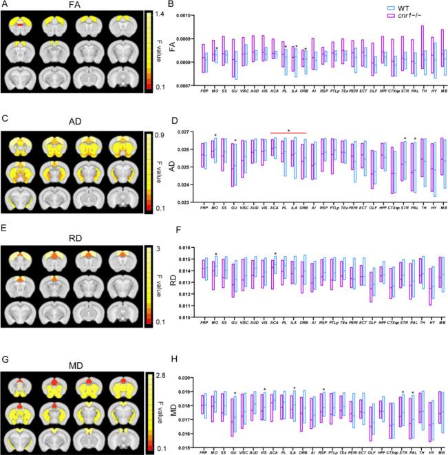 Comparison of spatio-temporal correlation tensor (STCT) parameters between cnr1–/– mice and WT mice. Significant brain regions (ANOVA interaction factor, p < 0.05, SGoF corrected) have been colored based on that region’s F value and superimposed over the T2 template image. Twelve slices are shown from rostral to caudal, top of the brain upward. Results are shown for fractional anisotropy (FA) (A), axial diffusivity (AD) (C), radial diffusivity (RD) (E), and mean diffusivity (MD) (G). Group comparison of FA (B), AD (D), RD (F), and RD (H) in individual brain regions. Data are mean ± s.e.m. (N = 12 for cnr1–/– and N = 12 for WT). * indicates p ≤ 0.05 corrected with SGoF. Region of interest names are in Table S1.