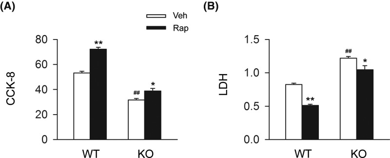 CB2R deficiency largely attenuates the cardiac protective effects of rapamycin in cardiomyocytes under OGDPrimary cardiomyocytes isolated from WT or CB2R KO mice were exposed to OGD for 6 h. Rapamycin was pretreated (1 μg/l) at 10 min before exposed to OGD. (A) Quantitative analysis of cell viability (CCK-8) in primary myocardiocytes (n=six per group). *P<0.05 versus the corresponding Veh group, **P<0.01 versus the corresponding Veh group; ##P<0.01 versus WT Veh group. (B) Quantitative analysis of LDH release in primary myocardiocytes (n=six per group). *P<0.05 versus the corresponding Veh group, **P<0.01 versus the corresponding Veh group; ##P<0.01 versus WT Veh group.